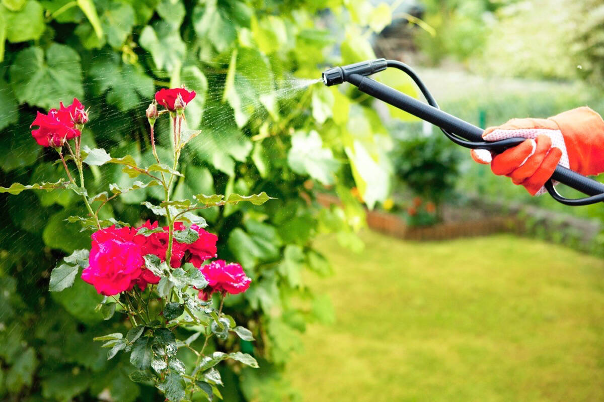 The District of Sooke wants a ban on cosmetic pesticides and herbicides. (File - Sooke News Mirror)
