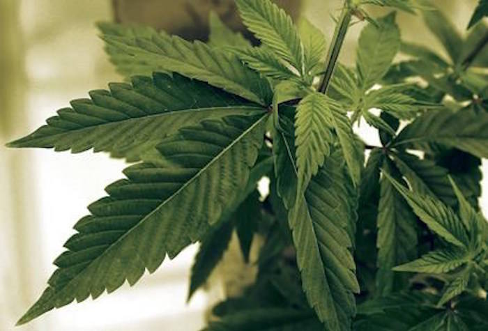 Marijuana plants grow at LifeLine Labs in Cottage Grove, Minn.in a June 17, 2015 file photo. The federal government is expected to come a step closer to its plans to legalize marijuana later tonight as its proposed cannabis legislation makes it way out of the House of Commons and off to the upper chamber.THE CANADIAN PRESS/AP/Jim Mone