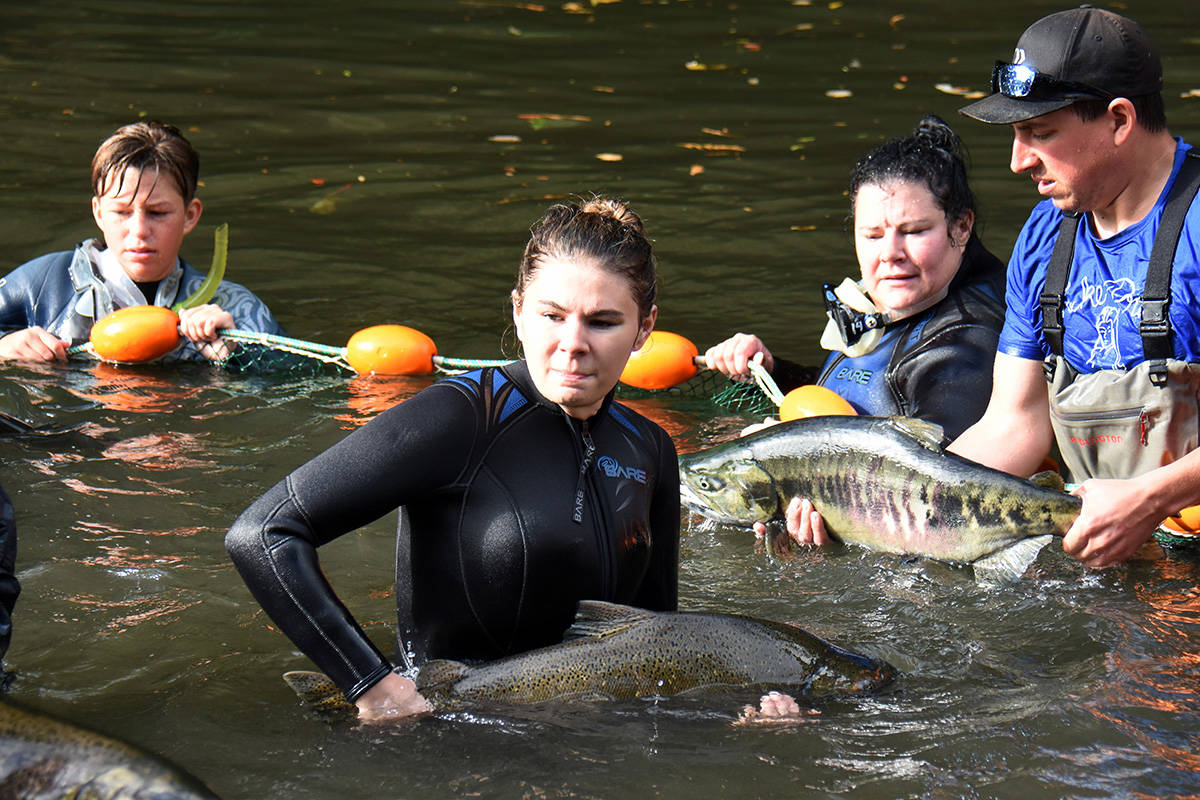 Rebecca Golat, front, catches a salmon at the annual Sooke Salmon Enhancement Society salmon collection last September. (Jack Most photo)