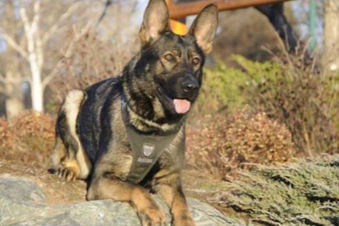 BC RCMP mourn police dog Fury