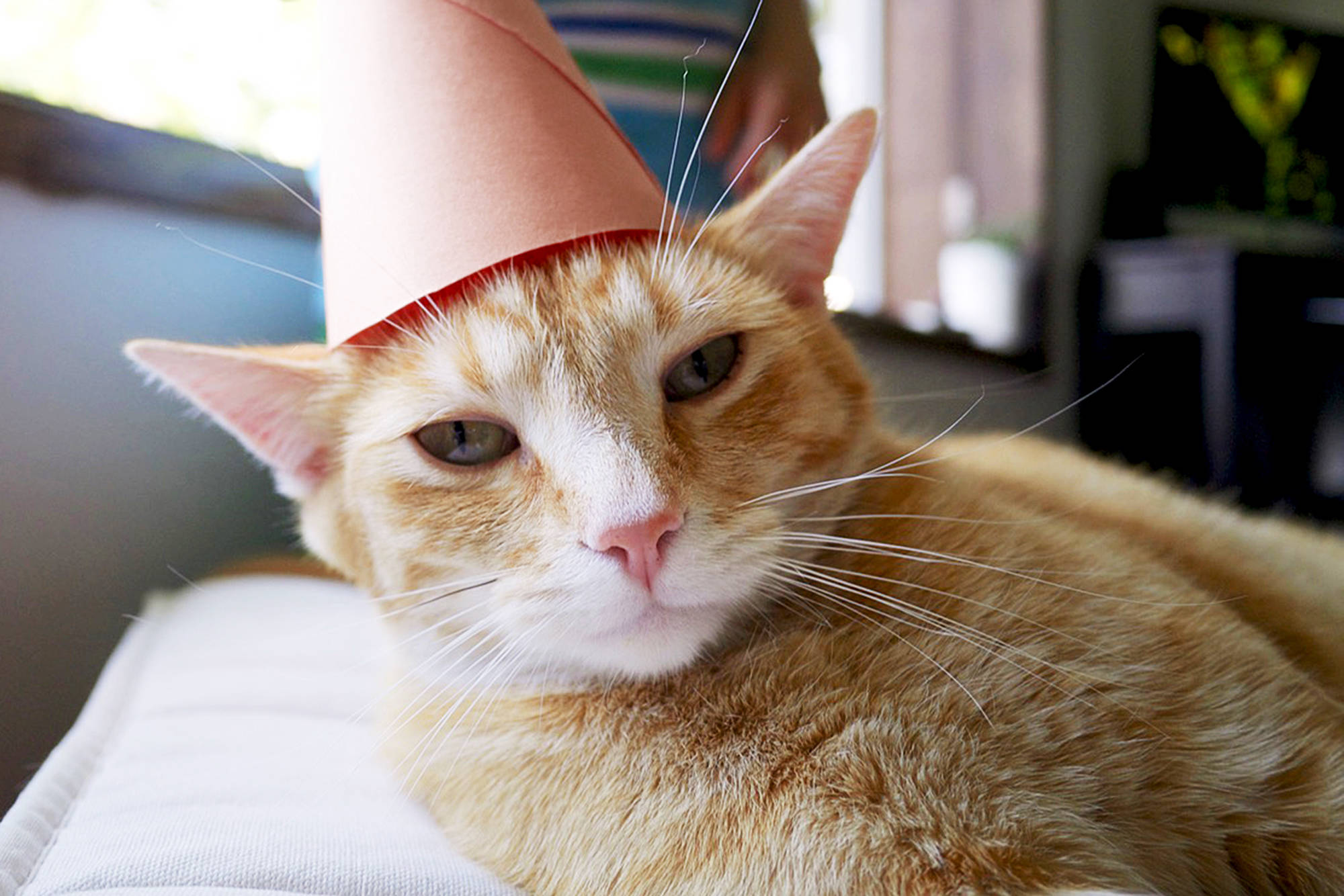 A new study suggests domestic house cats may not be as smart as our canine companions. image credit: Lachlan Labere/Salmon Arm Observer