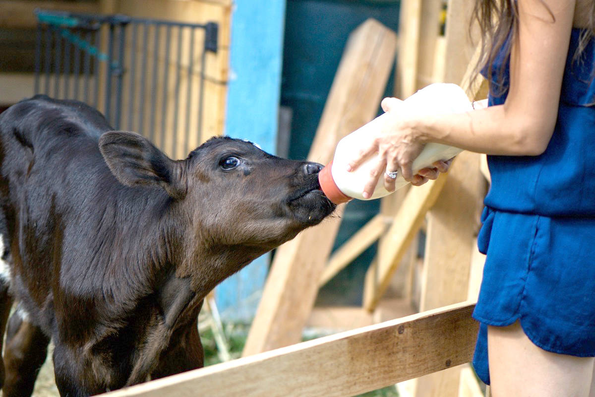 Patricia Smuga feeds one of two injured bull calves (above) her sanctuary rescued in August. Smuga is being investigated by a federal agency for illegally transporting the calves.  Photos submitted