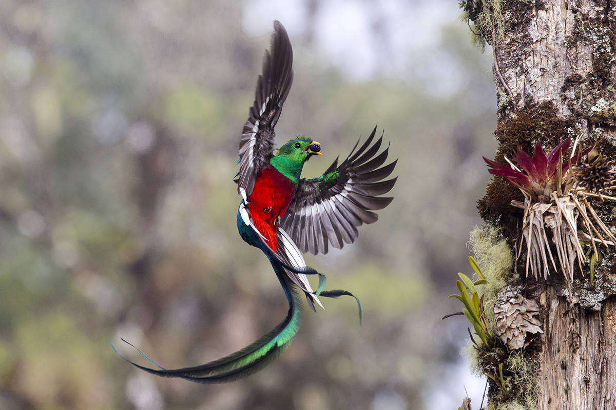 This quetzal provided a brilliant photo subject in the Costa Rican cloud forest of San Gerardo de Dota. The image was a finalist in the Wildlife Photographer of the Year competition and is one of many captivating photographs now on display at the Royal B.C. Museum. Photo by Tyohar Kastiel, Israel/Wildlife Photographer of the Year