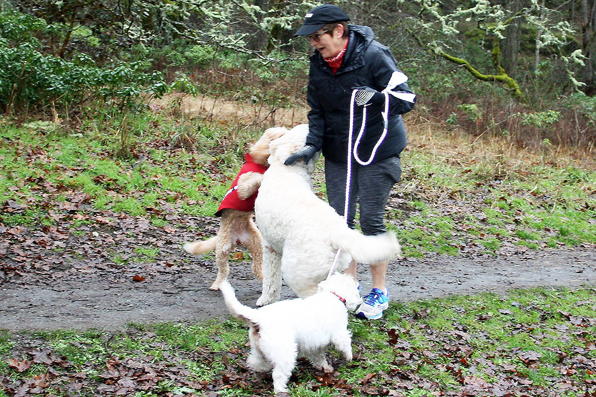 Off-leash dogs rush to greet a dog owner with her own dog on a leash. (Tim Collins/News Gazette staff)