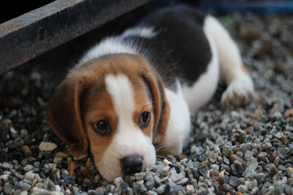 Parvovirus has been reported on the Westshore and dog owners are encouraged to vaccinate their pets. (photo: freepexels.com)