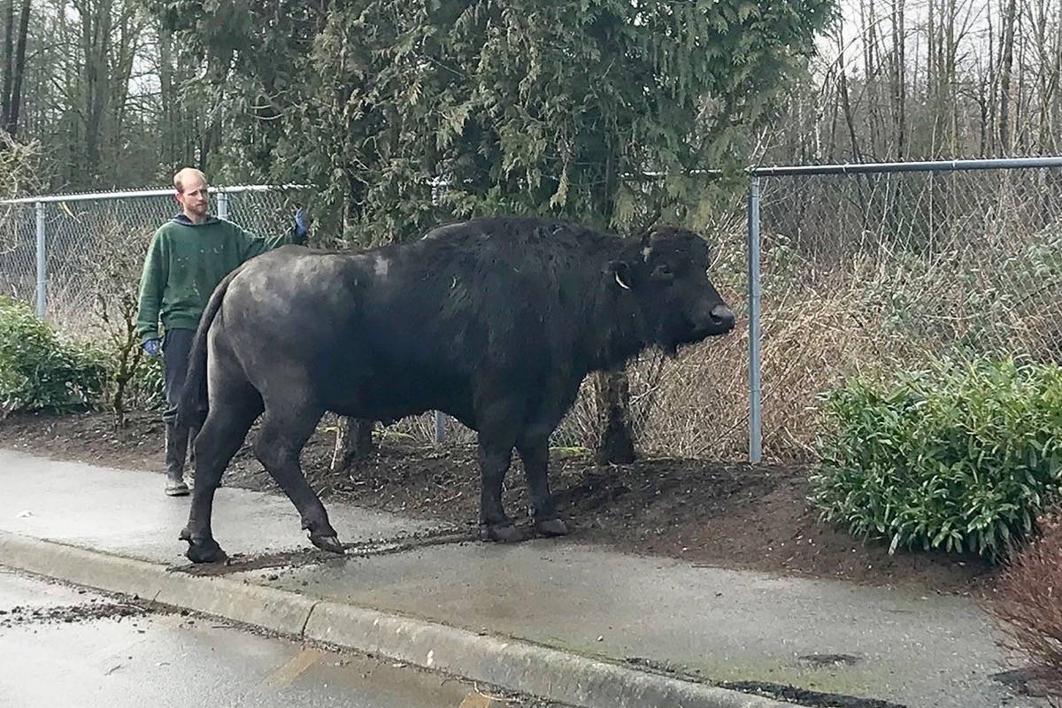 PHOTOS: Wayward buffalo pays visit to B.C. schoolyard