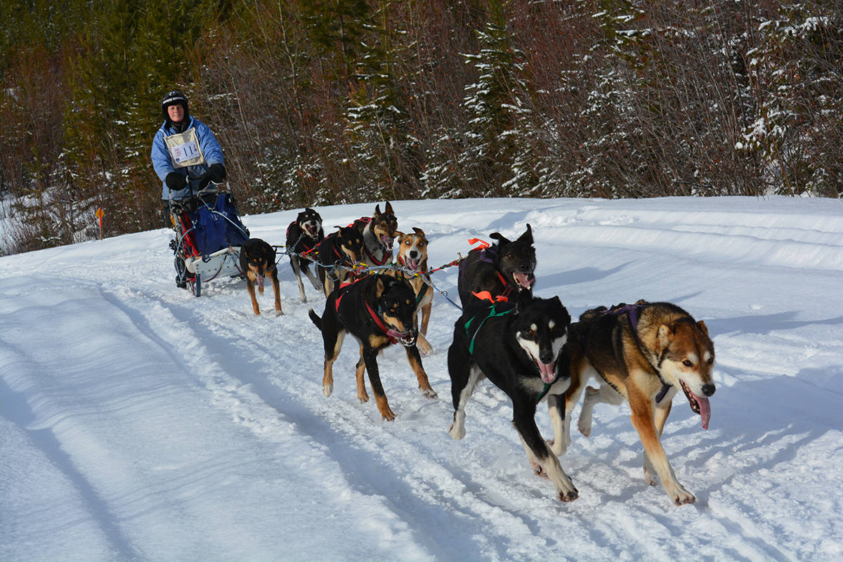 Musher Jody Verge sleds behind her team of eight during the 2018 Sled Dog Mail Run from Quesnel to Barkerville Jan. 26-28. Karen Powell photo