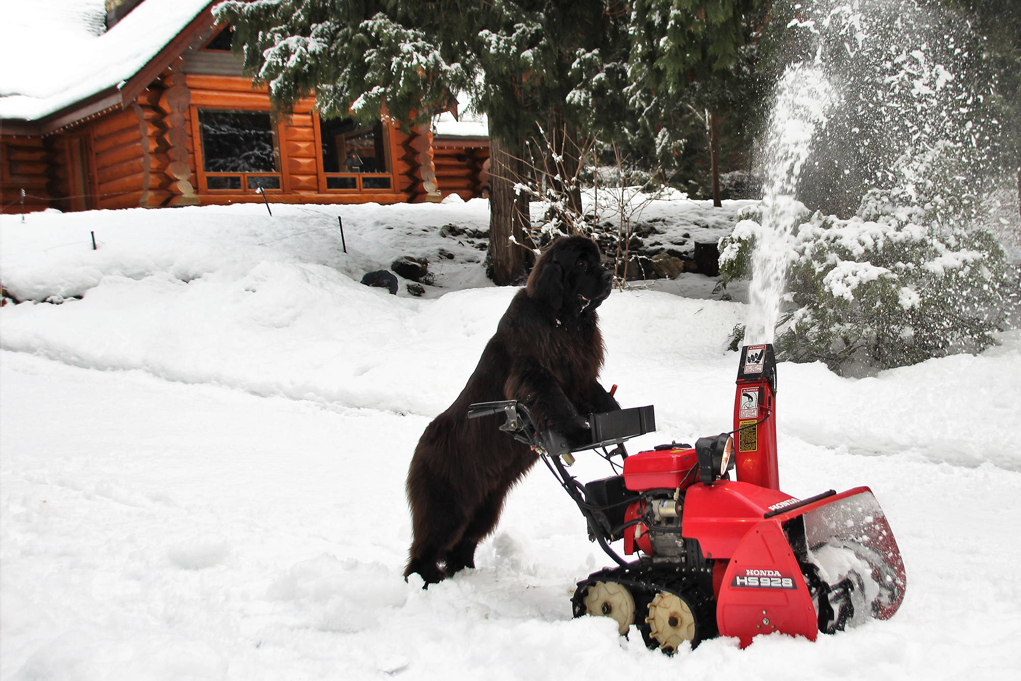 Morgan, a 126 pound Newfoundland dog, uses owners Dean and Grace Edwards’ snowblower to clear their driveway in Sunnybrae. - Grace Edwards photo