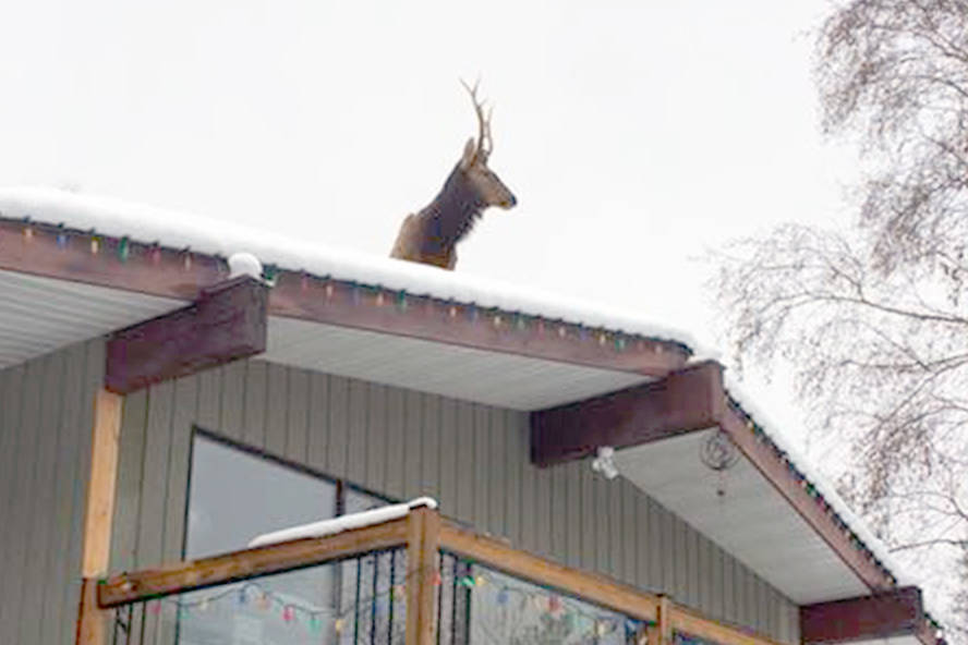 Behind the photo of the elk on a snow-covered roof