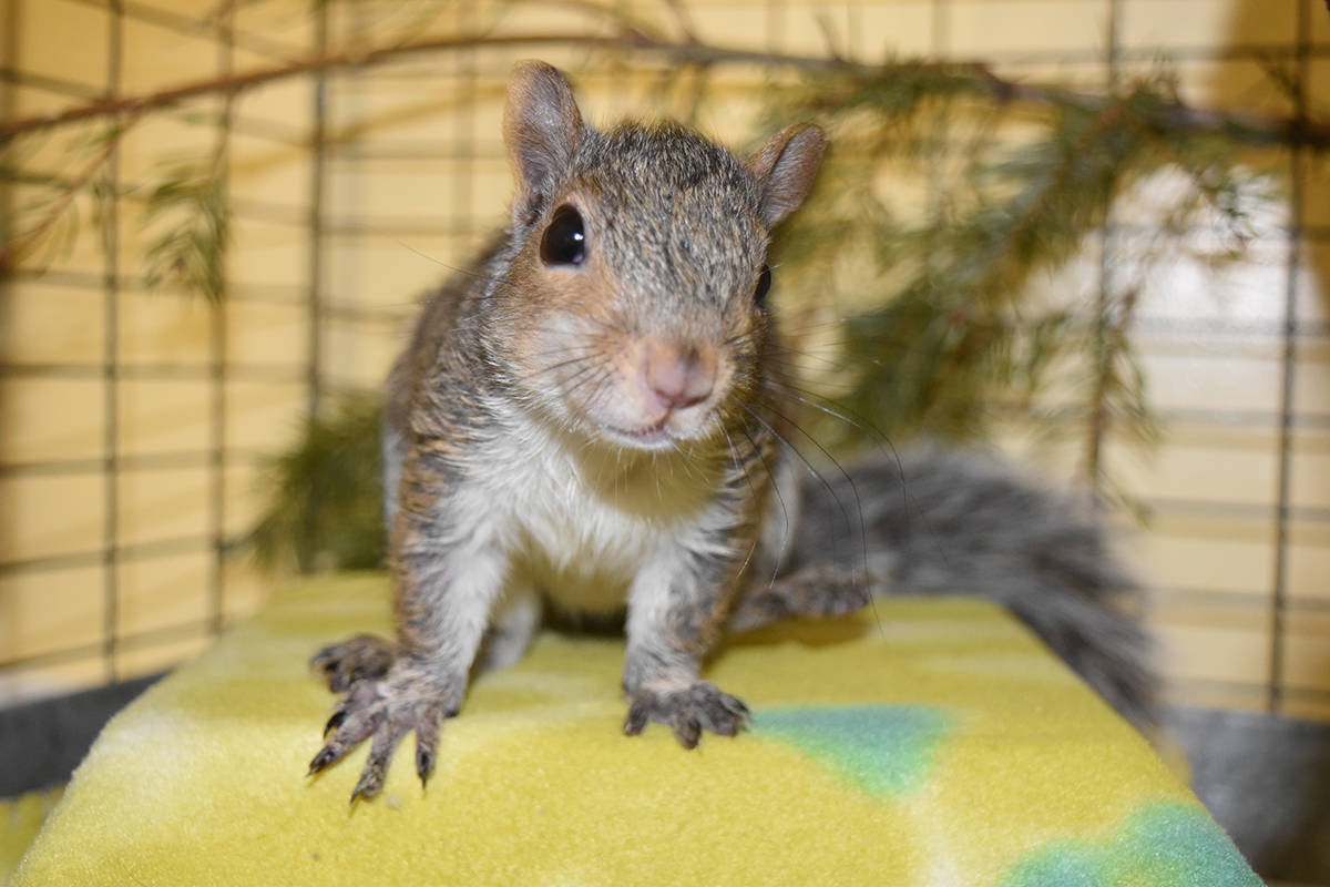 The SPCA Wild Animal Rehabilitation Centre cared for 3,066 animals in 2017, including Rocky the Squirrel that was attacked by crows, nursed back to health and eventually released back into the wild in October. (Wild ARC photo)