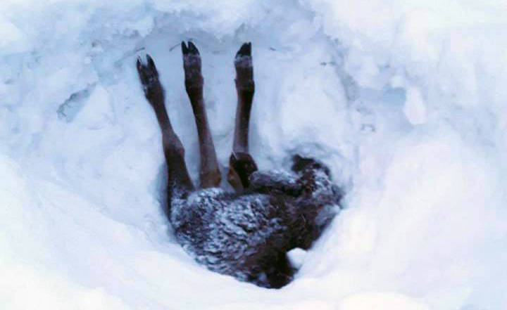 A moose calf got stuck upside down in the snow. A Vanderhoof logging truck driver managed to pull him out. Contributed photo