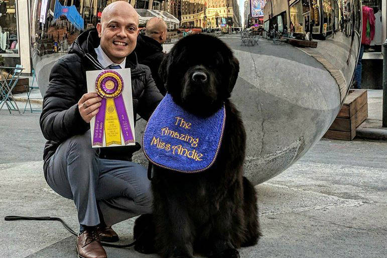 Handler Guillermo Fano with The Amazing Miss Andie, a three-and-a-half-year-old Newfoundland dog, in New York City after winning Best in Breed at the Westminster Dog Show 2018. (Cindy Savory Photo)
