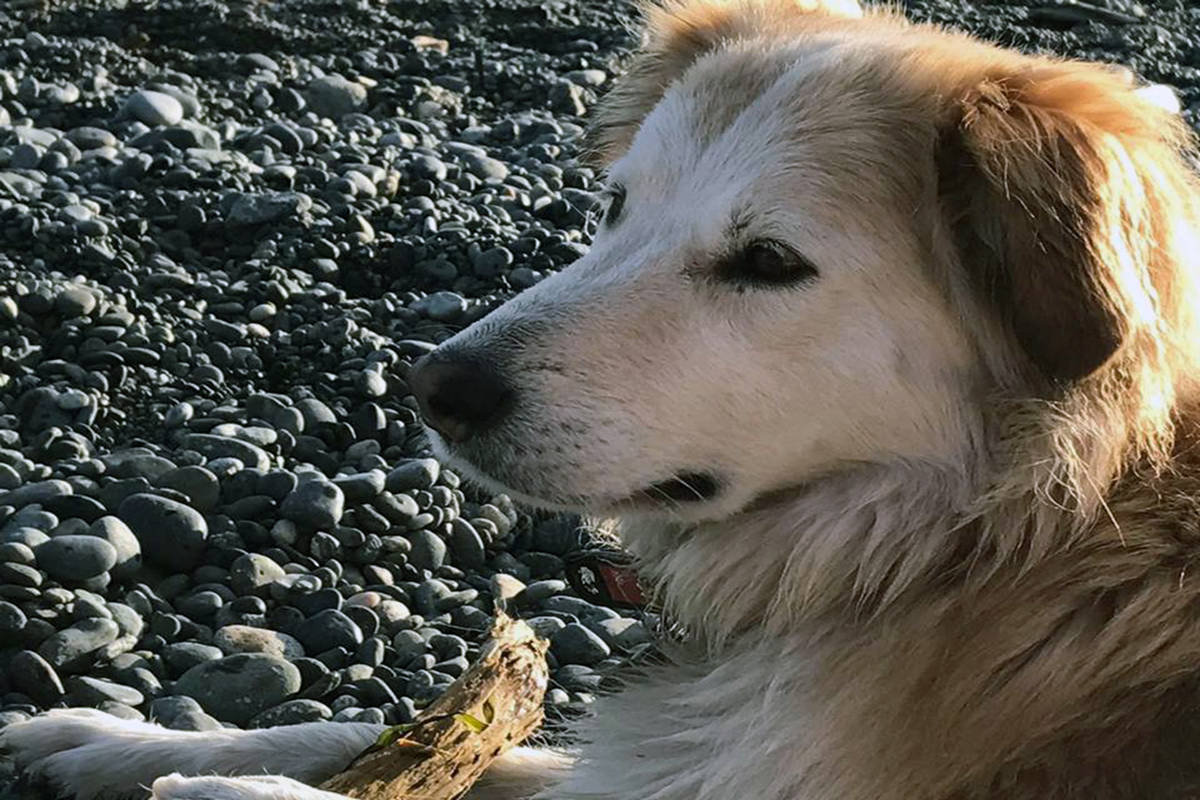 Goldie contemplates her near-death adventure with a group of very tough otters. (Photo courtesy Kindred Spirit Veterinary Hospital)