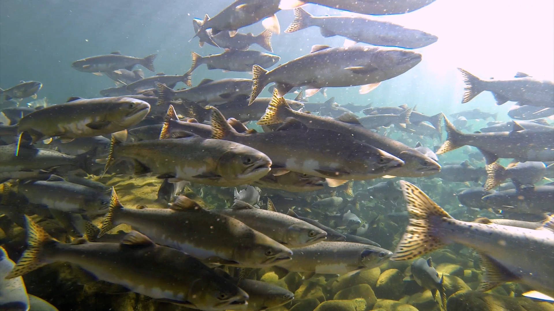 Ocean lover Peter Mieras has made a short film called I Am Salmon that highlights the life cycle of wild pacific salmon and their relationship to First Nations people and wildlife. PHOTO COURTESY PETER MIERAS
