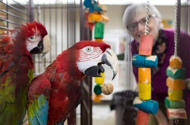 Volunteer Jan Robson checks on a pair of green-wing macaws at a warehouse where 95 birds awaiting adoption are being housed by the Greyhaven Exotic Bird Sanctuary, in Vancouver, B.C., on Jan. 23, 2018. (Darryl Dyck / THE CANADIAN PRESS)