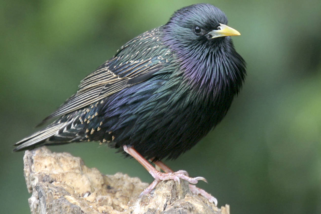 More than 800,000 starlings have been trapped and euthanized in the Okanagan and Similkameen over the last 15 years. Estimates of damage caused by the invasive and destructive birds still account for about $4 million in lost crops.                                Courtesy of Master Gardeners