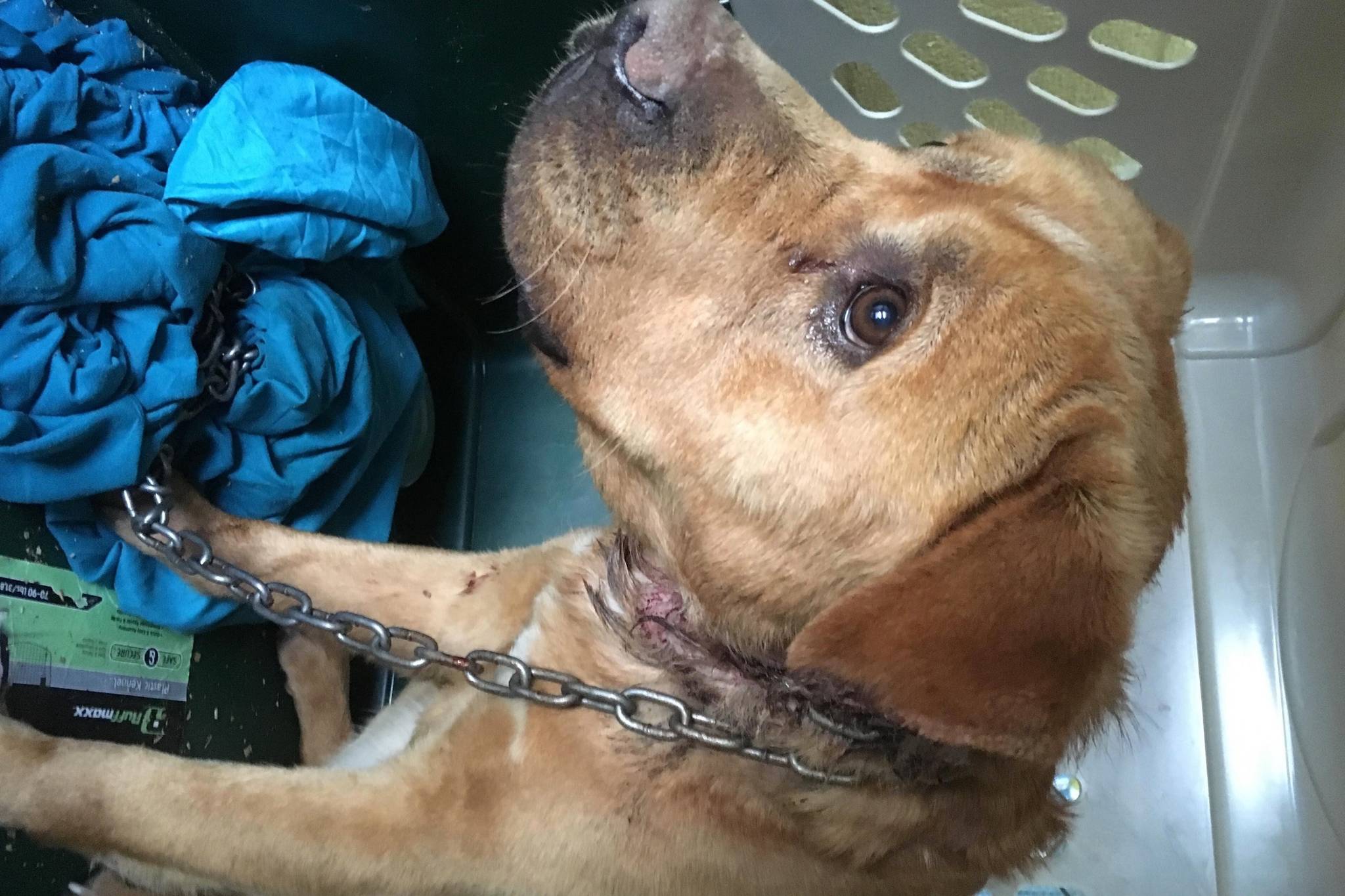 SPCA identifies owner of dog with chain collar embedded in neck