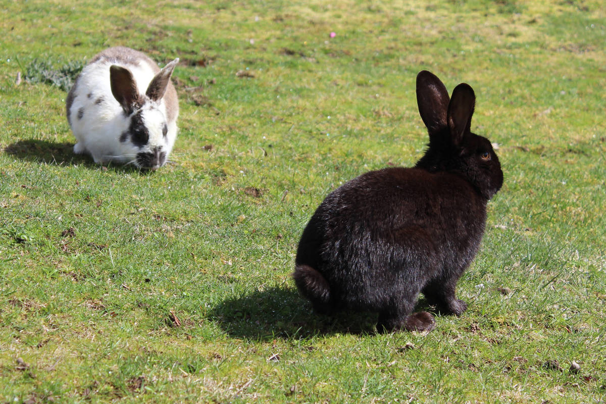 Rabbit owners are advised to be cautious as there have been more confirmed cases of rabbit haemorrhagic disease. (News Bulletin file photo)