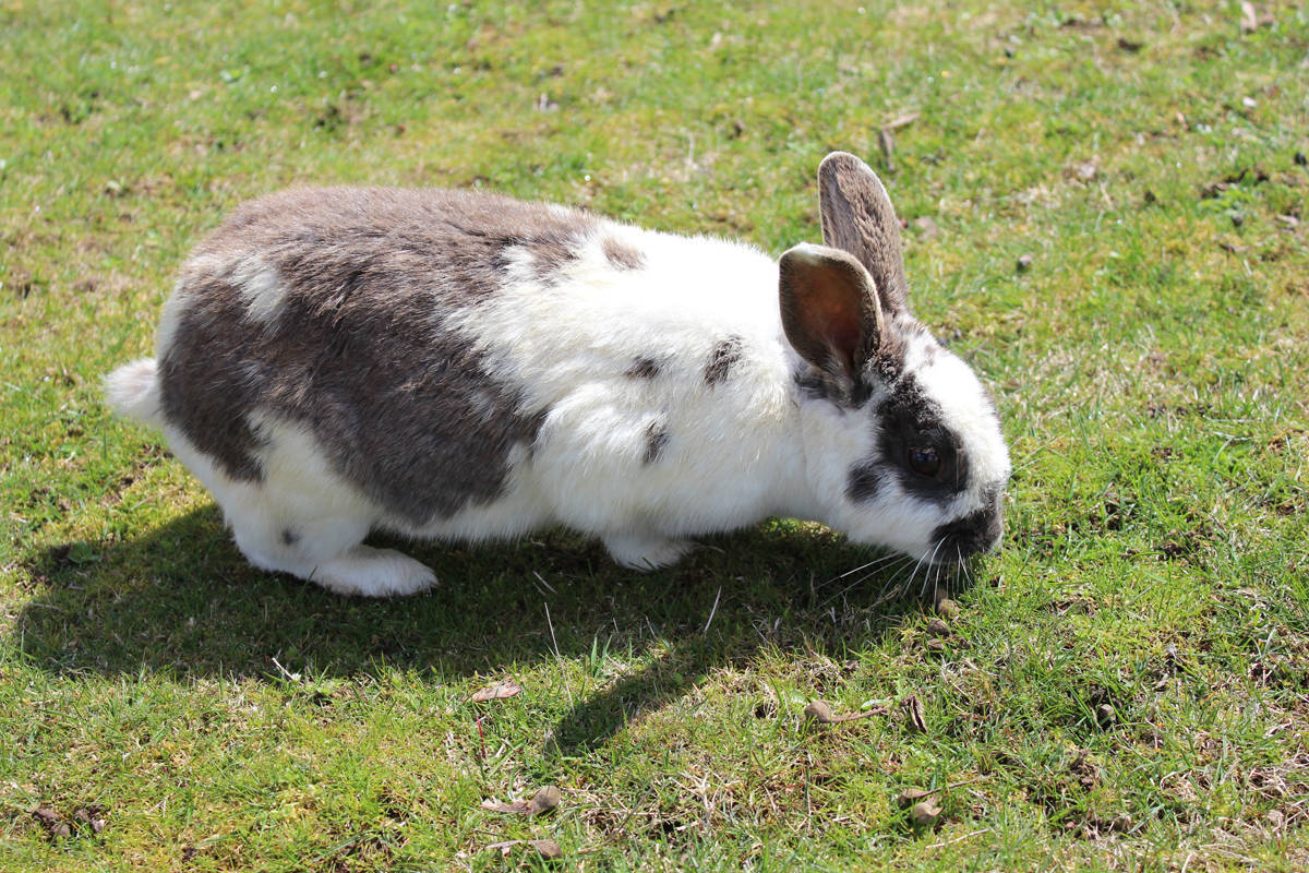 B.C. bunny owners warned about deadly rabbit virus