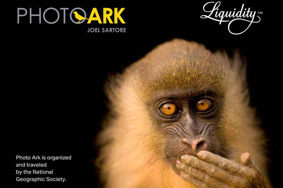 National Geographic’s Photo Ark is an attempt to document every species in the world’s zoos and other wildlife sanctuaries. (Image courtesy Joel Sartore/Photo Ark/National Geographic)