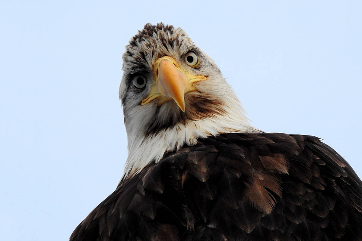 Your Island: Eagle eye