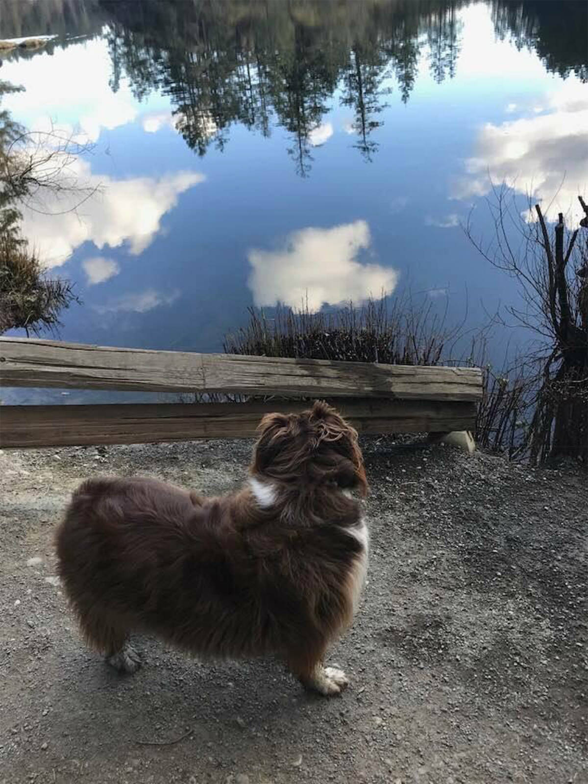 Langford resident Madeleine Dahl took this photo of Carly the dog at Thetis Lake in View Royal.