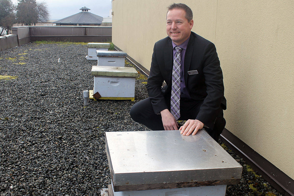Daryl West, general manager of the Coast Bastion Hotel, shows four of six hives that are housing the hotel’s new guests – 60,000 New Zealand honeybees. The hotel is hosting the honeybees as part of a larger efforts around environmental stewardship. TAMARA CUNNINGHAM/News Bulletin
