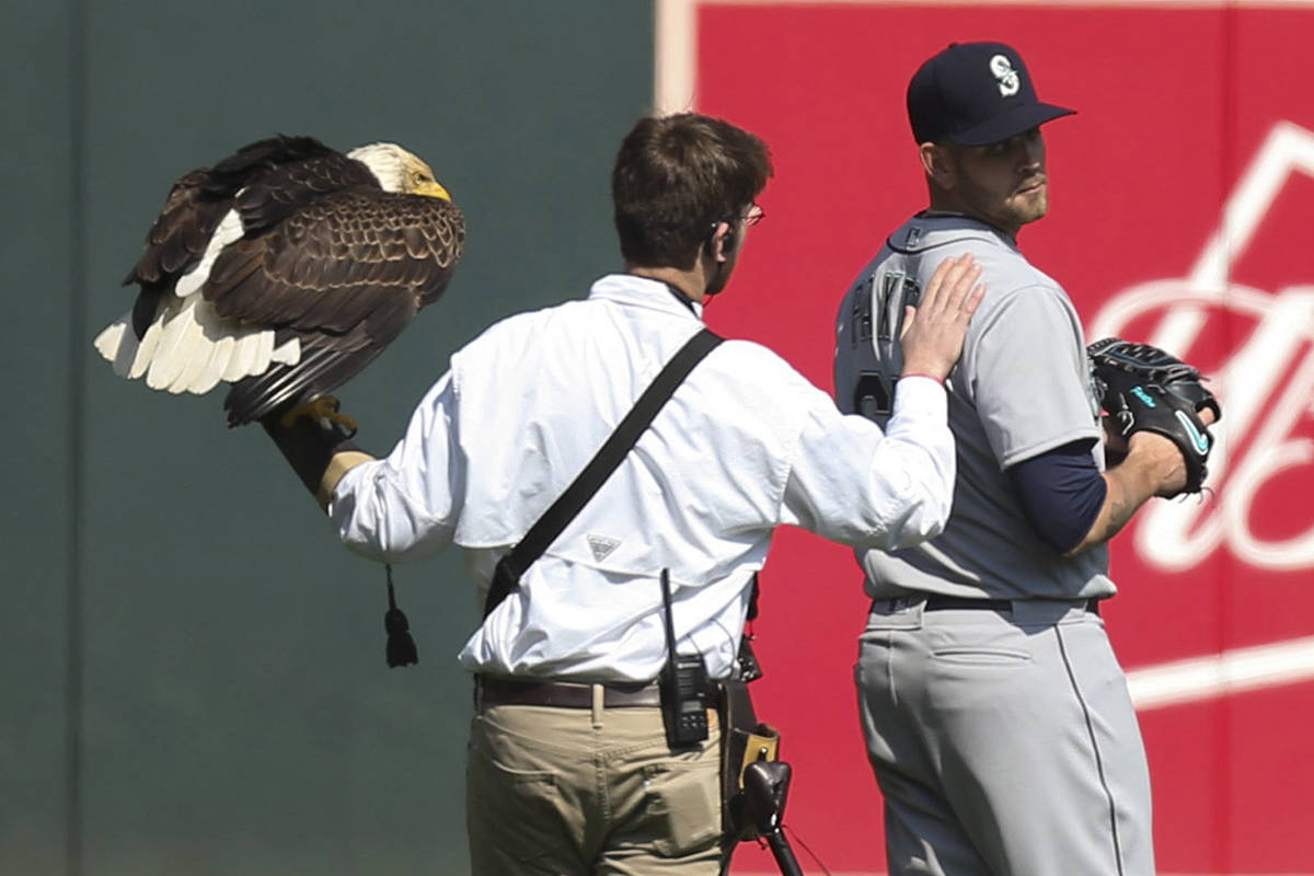 The handler for an American eagle that was to fly to the pitcher’s mound during the national anthem pats Seattle Mariners starting pitcher James Paxton, a Canadian, after the eagle chose to land on his shoulder instead, Thursday, April 5, 2018, before the Mariners’ baseball game against the Minnesota Twins in Minneapolis. (Jeff Wheeler/Star Tribune via AP)