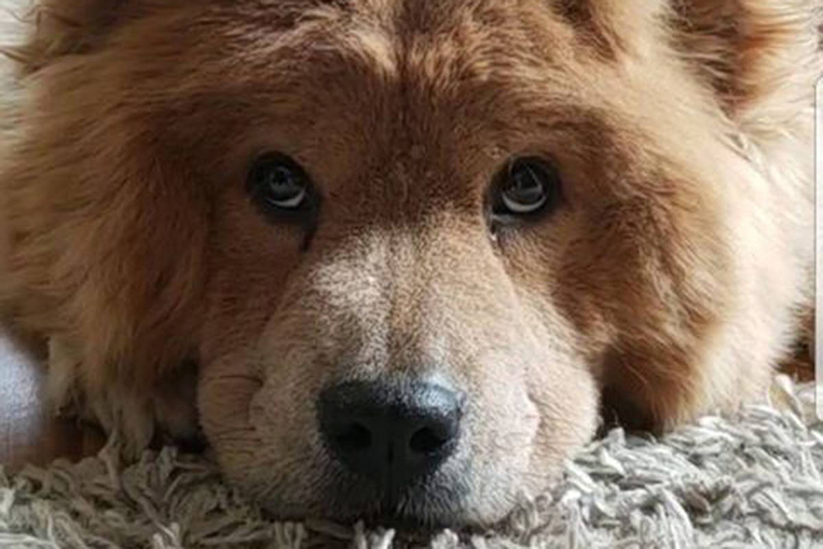 VIFD readers submitted phone pics of their pooches.