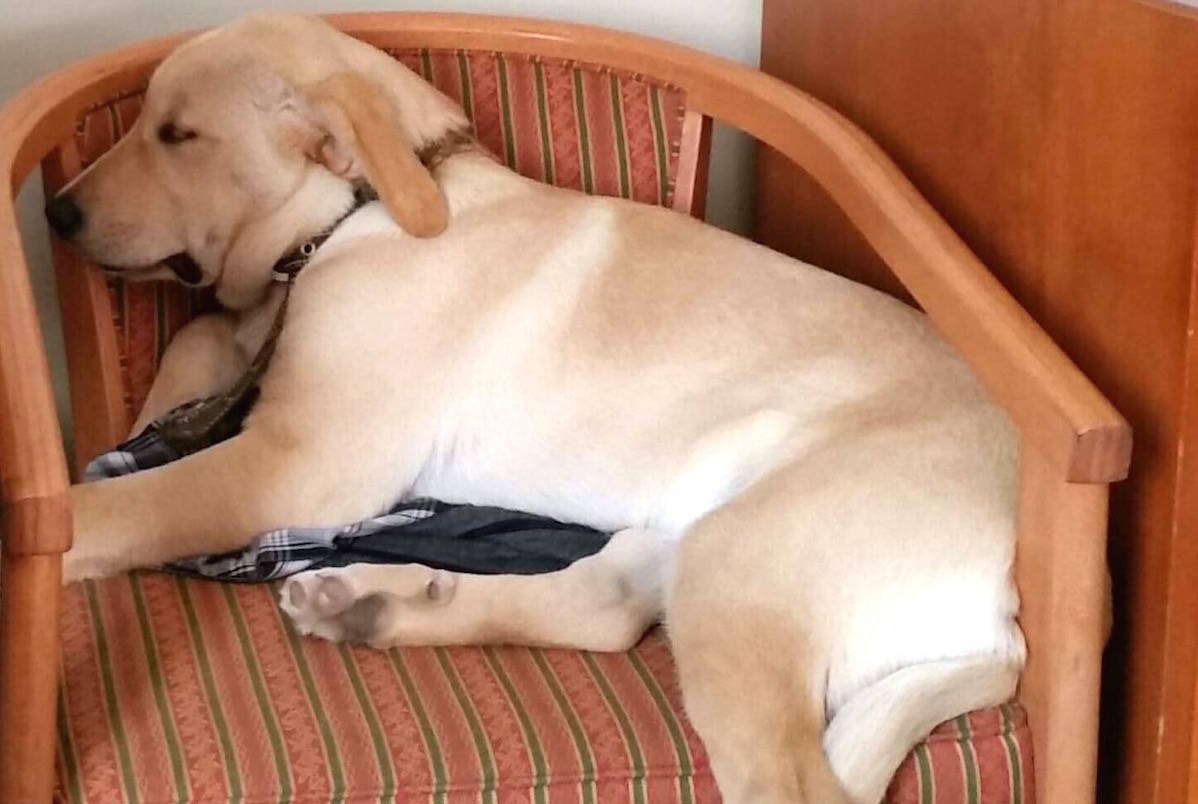 This seven-month old lab/rottie cross was stolen from a Chilliwack backyard on Tuesday morning. (Submitted)