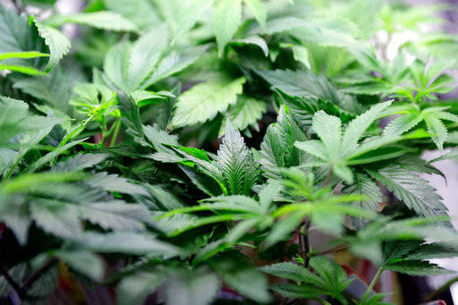 Camosun has launched the course Growing Cannabis for Professionals. The first course, which is available online thorugh continuing education, runs May 7 to June 15.