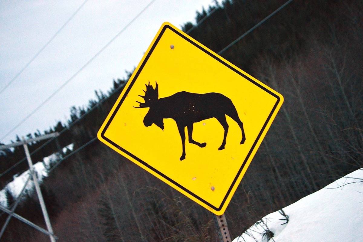 B.C. Interior’s fall moose hunt limits under review as population dips