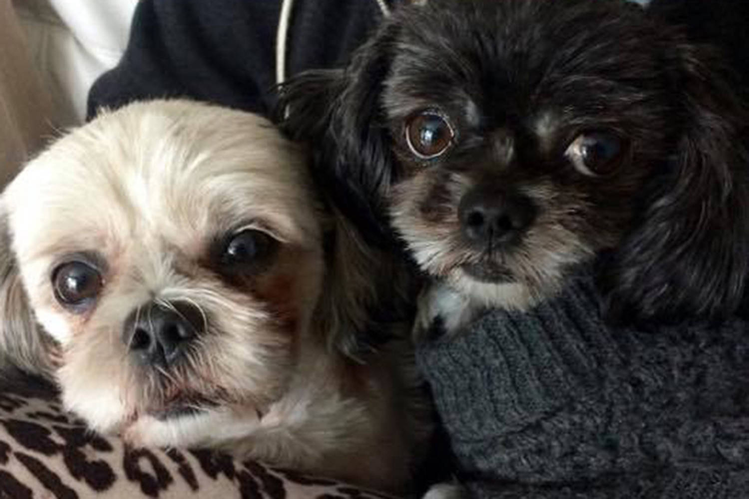 Shih tzu dog Rosie (left) died last week at the CRD’s animal shelter after animal control had picked up her and her sister Coco (right). Owner Avery Phoenix McDermott is now lobbying for changes to various shelter policies. Facebook