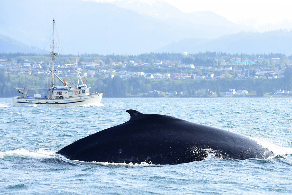 JARED TOWERS PHOTO                                A Humpback whale named Slate photographed by Jared Towers near Port McNeill.