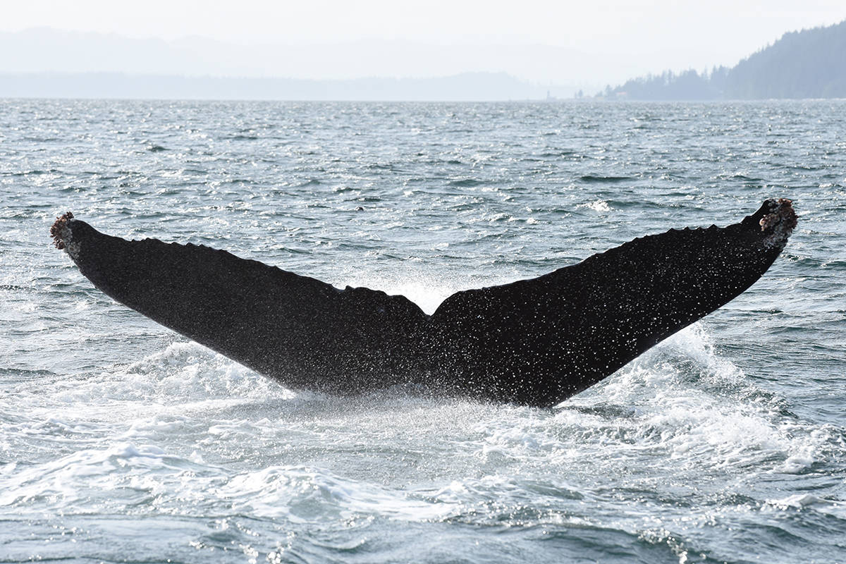 JARED TOWERS PHOTO                                Jared Towers photographed five humpback whales on April 30 near Port McNeill, Alert Bay, and Hanson Island.
