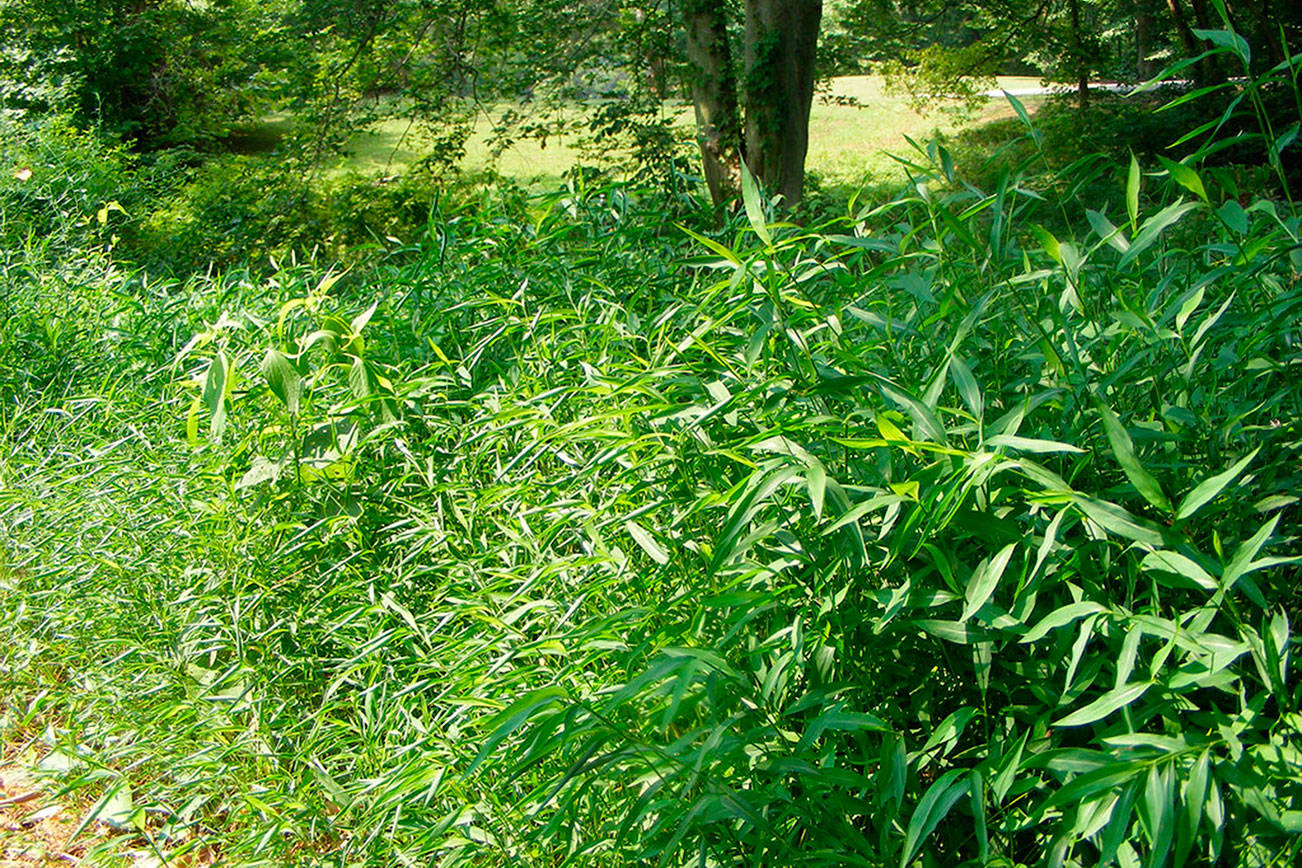 Province issues funds to combat invasive plants