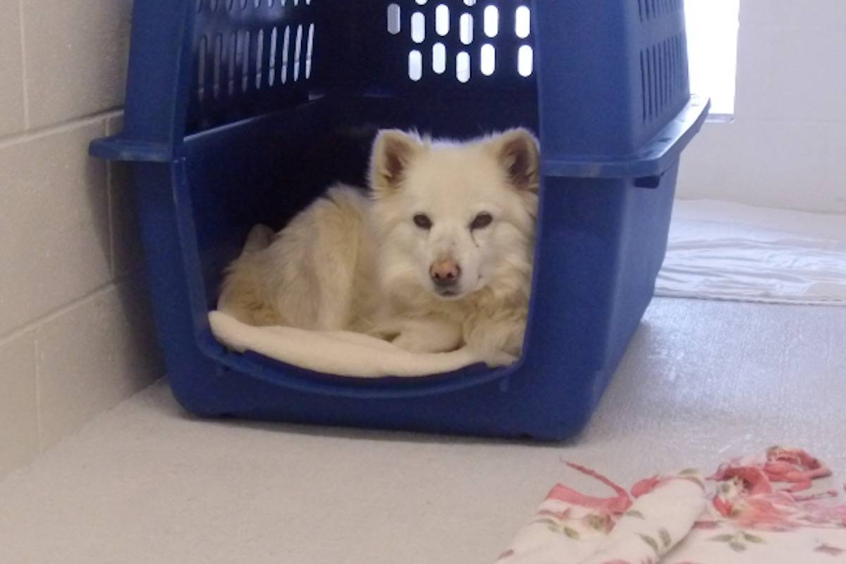 B.C. man loses appeal to get 10 dogs back after more than 100 animals seized