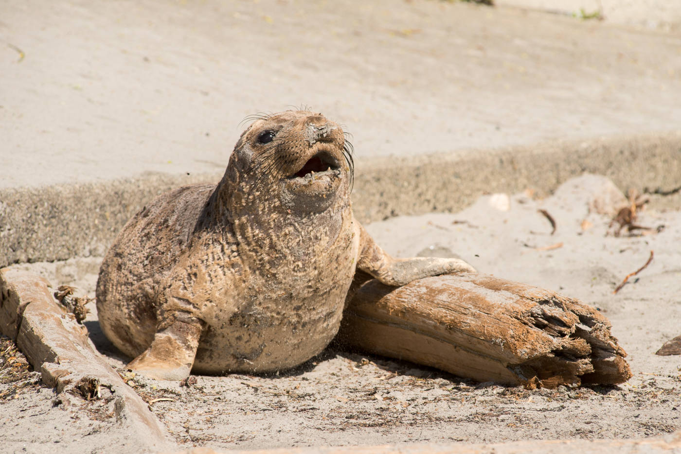 An elephant seal moulting at Gonzales Beach is been harassed by the public. (Keri Coles/Oak Bay News)
