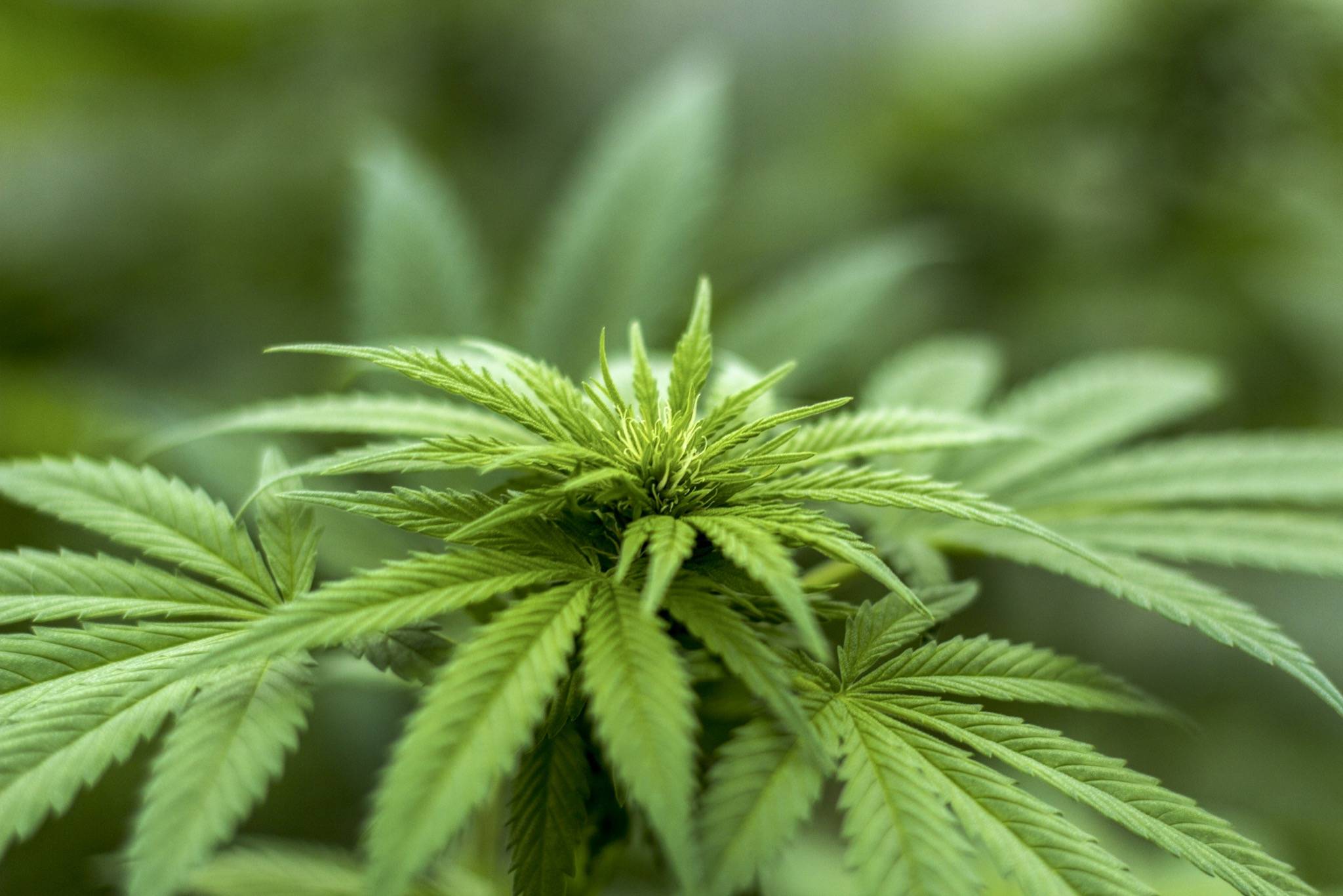 As cannabis legalization nears, the City of Parksville wants to hear from residents. File photo