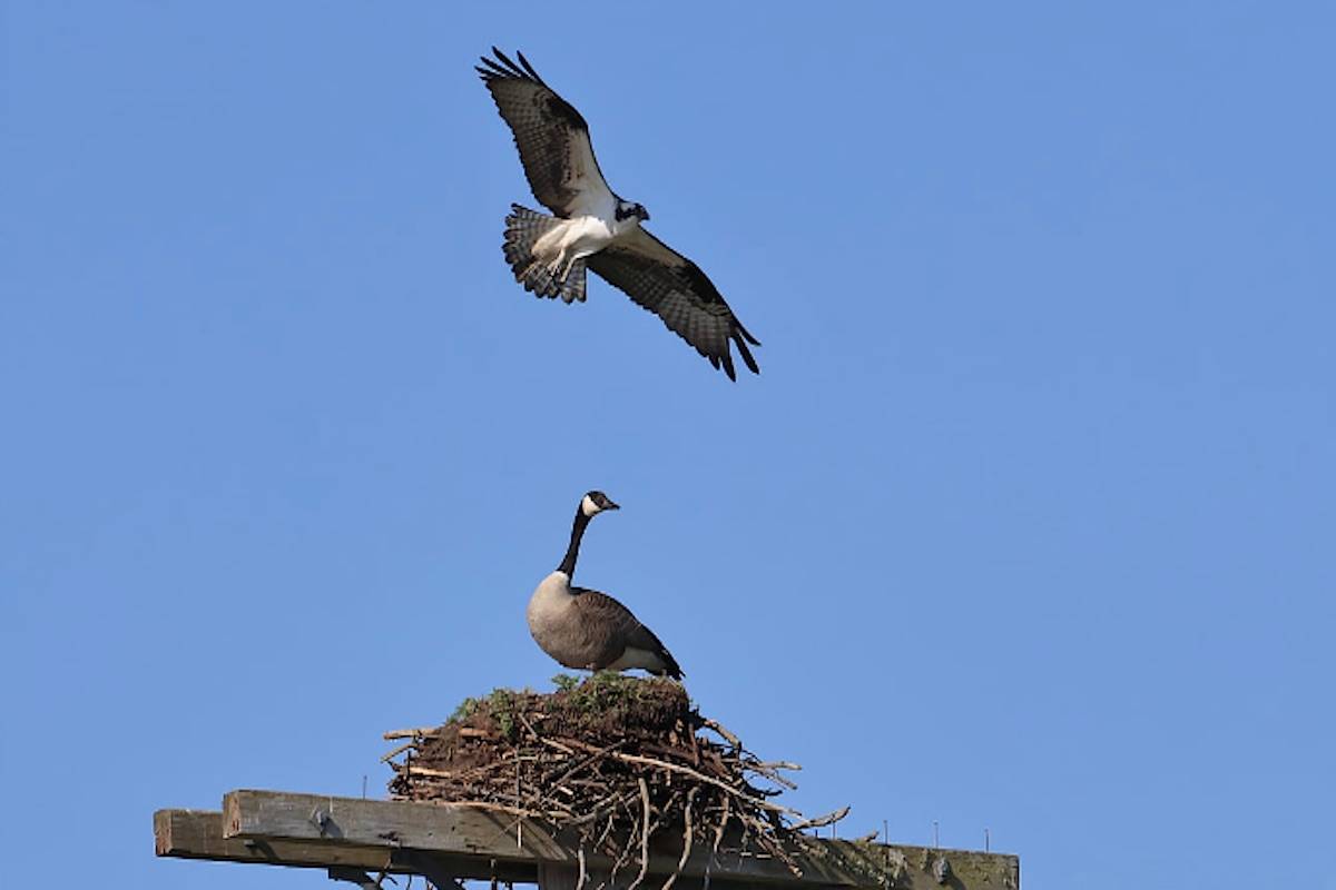 (Photo by Terry Venables/Natural Images Canada via BC Hydro)
