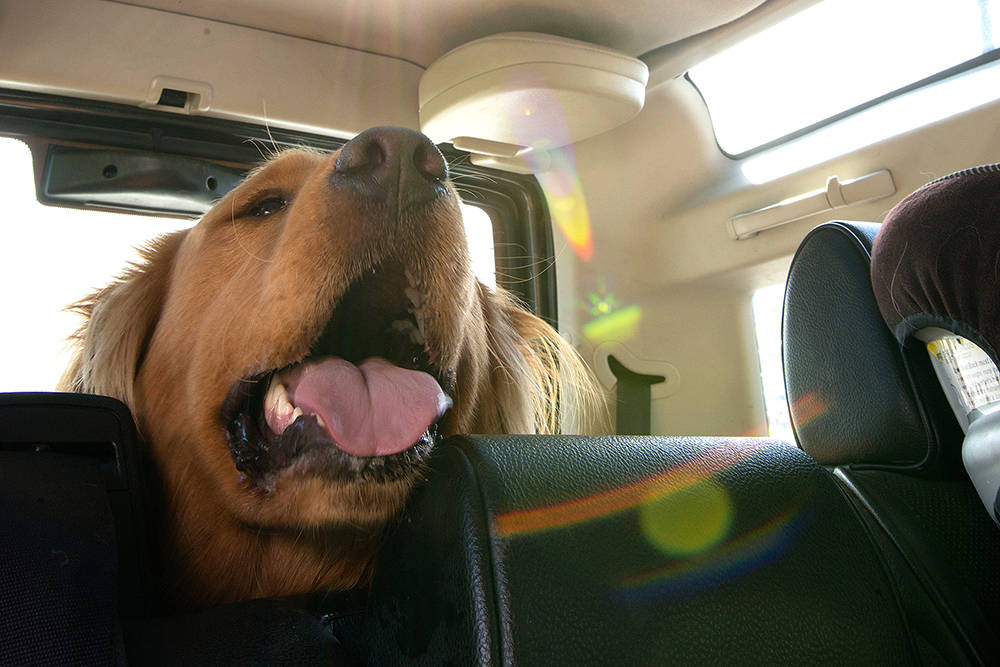 Dogs have no sweat glands and can withstand high temperatures for only a short time, says the SPCA. (Black Press File)
