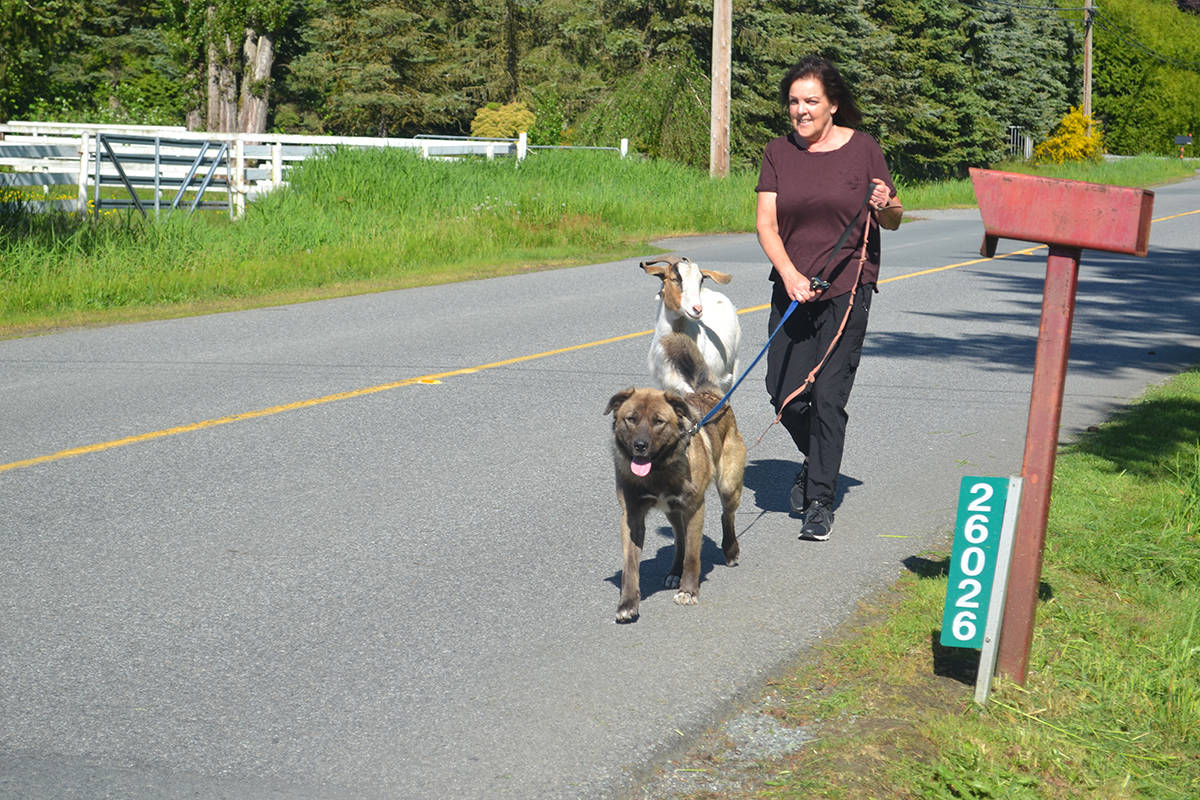 B.C.’s Ninny the goat, Kona the dog turn heads while out for daily walks