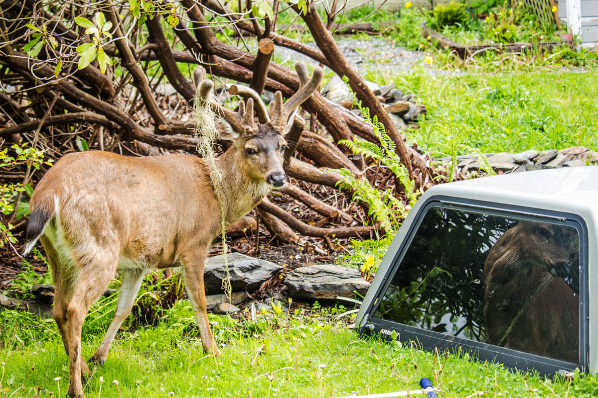 A deer was spotted with green fish netting in its antlers on Seventh Avenue East, on Monday, May 28. The netting does not appear to be causing it any discomfort, and the region’s conservation officer has been contacted. (Matthew Allen / The Northern View)