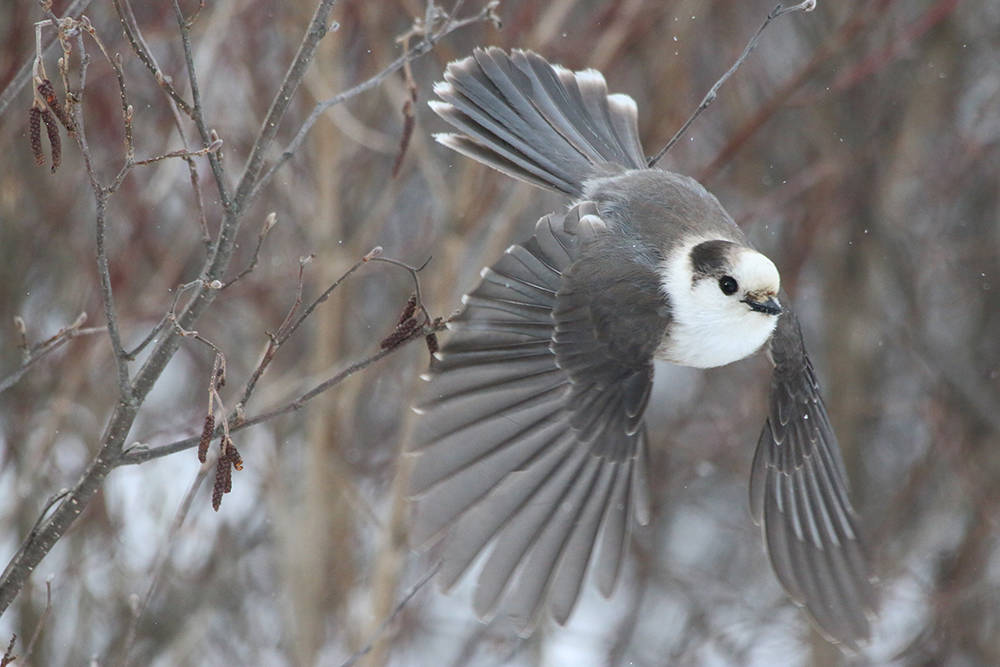 The gray jay, or whiskey jack, is a local resident and was named Canadian Geographic’s choice for national bird. Steve Phillips photo