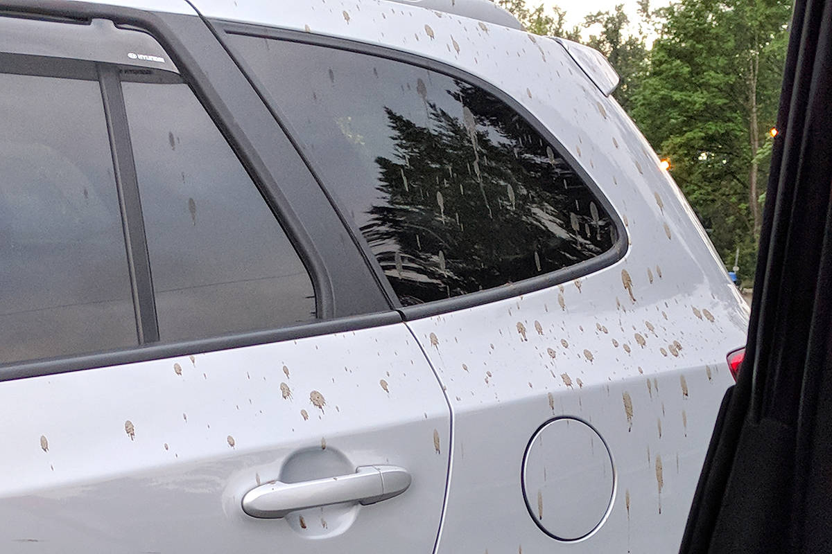 Multiple cars hit by falling feces at park, B.C. woman says