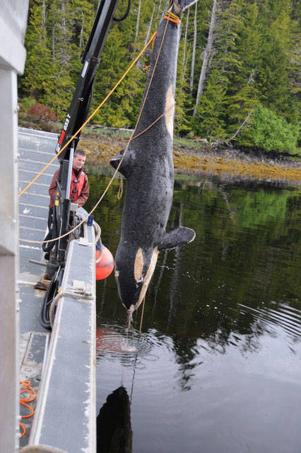 A dead female killer whale was lifted out of the water for a necropsy near Dundas Island. (Fisheries and Oceans Canada)