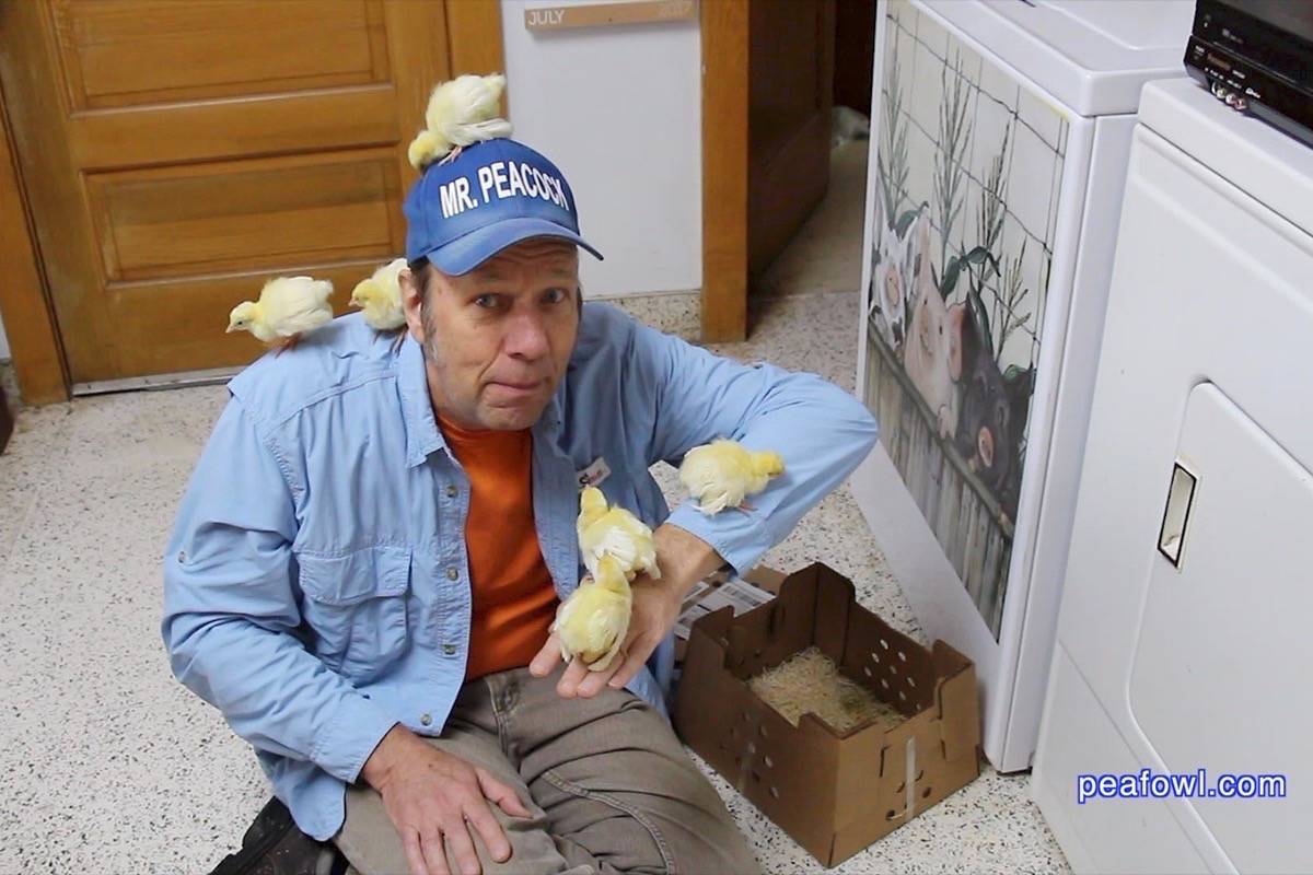Dennis Fett with three-day-old peafowl chicks. (Photo: peafowl.com)