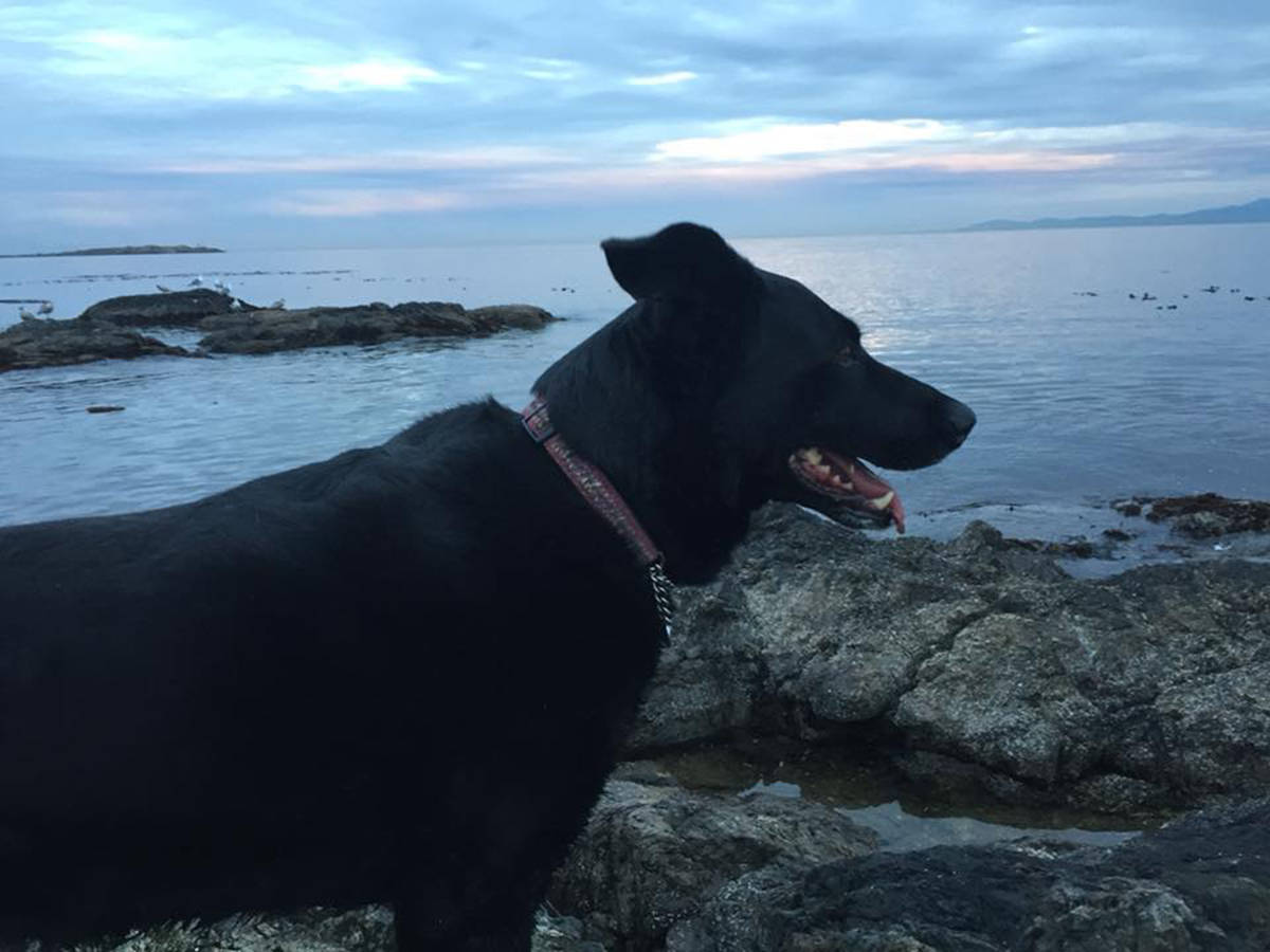 Anne Tanner’s dog MJ was attacked by river otters while swimming near Clover Point June 12. (Facebook photo)