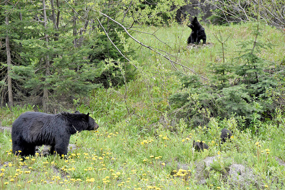 A dandy feast for an uncommon B.C. family