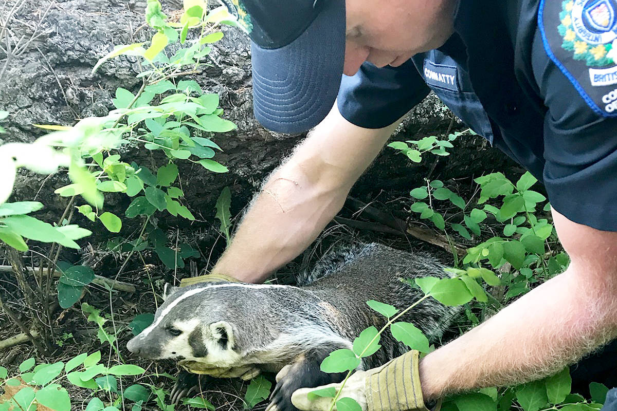 Conservation officer Jared Connatty helps release a badger caught in a wolf trap west of Williams Lake Monday. Photo submitted